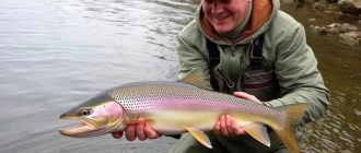 Catching grayling on spinning. Part 2