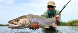 Bull trout on topwater: the best lures and wires