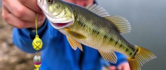 Catching perch on a mothless bobber: my tactics