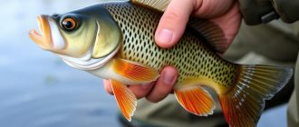 Technique of catching chub on wobblers