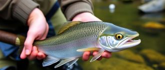 Spinning grayling