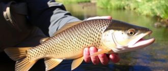 La pêche au chevesne sur les petites rivières au printemps et au début de l'été