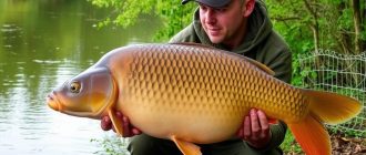 Rod and reel for carp fishing: what you need to know when choosing?