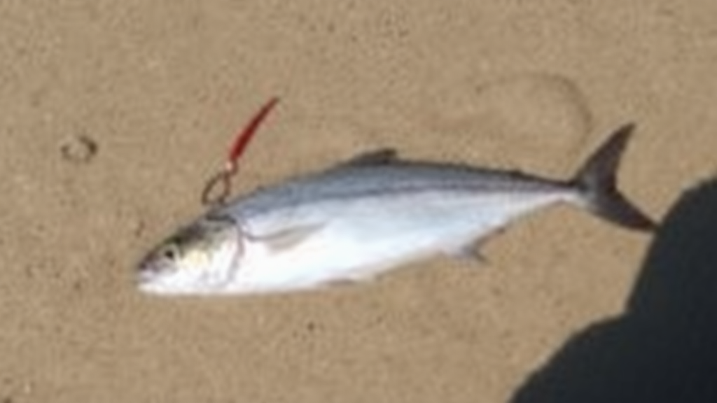 Image 2 : Bull trout on topwaters: the best lures and wires  